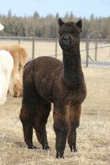 alpaca for sale