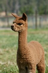 alpaca for sale