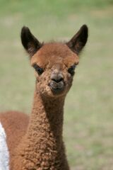 alpaca for sale