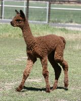 alpaca for sale