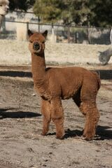 alpaca for sale