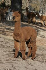 alpaca for sale