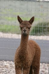 alpaca for sale