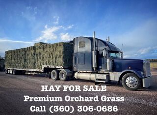 Premium Orchard Grass Hay grown specifically for protein fiber animals. Call (360) 306-0686 to purchase