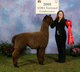 Snowmass Arctic Storm - Serice Sire