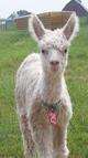 Pearl - '06 Cria