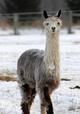 female cria-Silver Gem