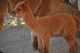 Prince as a Cria