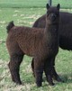 Champion Cria #2!