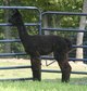 Champion Cria #1!