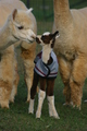 Most Recent Cria with Blue-eyed Mom