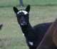 2015 Cria