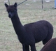 2014 Cria