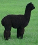 Otto Cria. Incredible Fleece!