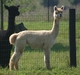 Midnight cria to Buckskin