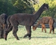 Midnight Cria to Interceptor