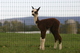 First Cria