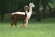 First Cria July 2012