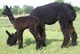 Second Cria - Fleece Champion