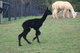 Fith Cria - 3 hours old