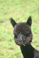 Fourth Cria - Too young to show