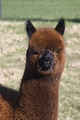 Second Cria