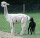 As cria with mom