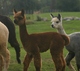 First Cria to White Sire