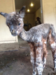 Shock as a young cria