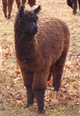 Black Satin as a young yearling