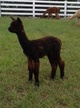 1st cria: Satin Cloud