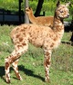 Service Sire: Tye Dye as a cria