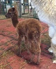 Suyana's 2nd cria, Cocoa Cloud