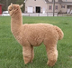 Suyana's 1st cria, Romulus.  SOLD