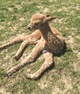 Mattie's 2016 Leopold female cria Lily