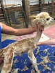 Lily's cria tips shorn