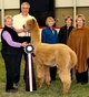 Sire: Ringo, 2 Judge's Choice