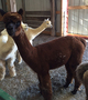 Reverse Appaloosa daughter Satin Cloud