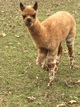 Satin's 1st cria, Rocco Cloud