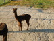 Country Lakes Alfie Cria