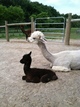 Velicity and cria