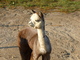 2011 cria, Country Lakes Joey