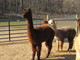 Rosalind and 2011 cria, CLA Joey