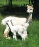 Champion producing daughter and her cria