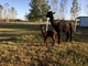 2019 female cria, Java