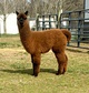 2019 cria Java