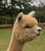 alpaca for sale