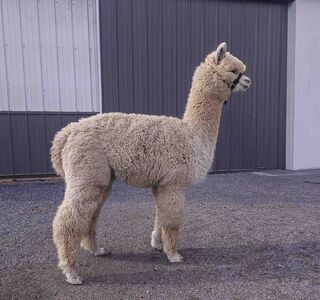 alpaca for sale