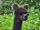 alpaca for sale