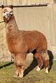 alpaca for sale